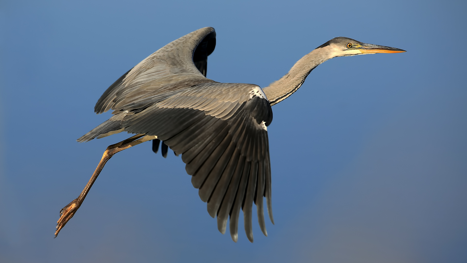 Gray Heron